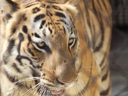 20211002180042 Tiger in the Sundarban National Park